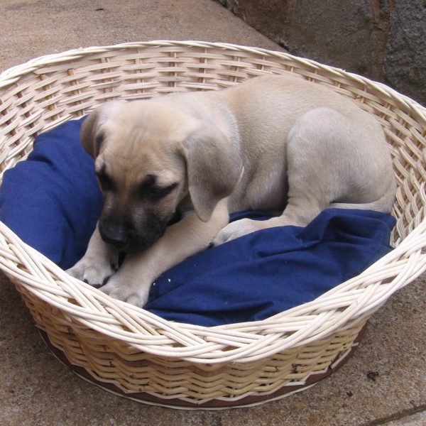 Kubu Cane Dog Basket Size 24 58cm Rattan HomeCraft