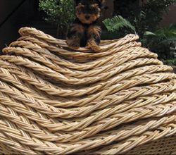 Dog Basket , dog baskets, cane dog baskets, wicker dog baskets, Kubu cane dog baskets, Rattan Home Craft, Cane Furniture, Cane Repairs, Custom, Hand Made, Dog Baskets, Cat Baskets, Picnic Baskets, Finest Quality Cane Drawers, Fibre_Cane, Pulut Cane, Wicker, Kooboo, Life Time, Exceptional, Refurbishments, Back To Life, Doll Prams, Doll Cribs, Eco-Friendly, Shopping Baskets, Custom Style, Bags, Lamps, Natal, South Coast, Ramsgate, South Africa, Riempie, Replacements, Antiques, Wood Refurbishments, Restoration, Rattan Mesh, Synthetic Cane, Laundry Baskets, Trolley Baskets, Gift Baskets Dog Basket , dog baskets, cane dog baskets, wicker dog baskets, Kubu cane dog baskets, Rattan Home Craft, Cane Furniture, Cane Repairs, Custom, Hand Made, Dog Baskets, Cat Baskets, Picnic Baskets, Finest Quality Cane Drawers, Fiber_Cane, Pulut Cane, Wicker, Kooboo, LifeTime, Exceptional, Refurbishments, Back To Life, Doll Prams, Doll Cribs, Eco-Friendly, Shopping Baskets, Custom Style, Bags, Lamps, Natal, South Coast, Ramsgate, South Africa, Riempie, Replacements, Antiques, Wood Refurbishments, Restoration, Rattan Mesh, Synthetic Cane, Laundry Baskets, Trolley Baskets, Gift Baskets