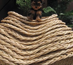 Dog Basket , dog baskets, cane dog baskets, wicker dog baskets, Kubu cane dog baskets, Rattan Home Craft, Cane Furniture, Cane Repairs, Custom, Hand Made, Dog Baskets, Cat Baskets, Picnic Baskets, Finest Quality Cane Drawers, Fiber_Cane, Pulut Cane, Wicker, Kooboo, LifeTime, Exceptional, Refurbishments, Back To Life, Doll Prams, Doll Cribs, Eco-Friendly, Shopping Baskets, Custom Style, Bags, Lamps, Natal, South Coast, Ramsgate, South Africa, Riempie, Replacements, Antiques, Wood Refurbishments, Restoration, Rattan Mesh, Synthetic Cane, Laundry Baskets, Trolley Baskets, Gift Baskets